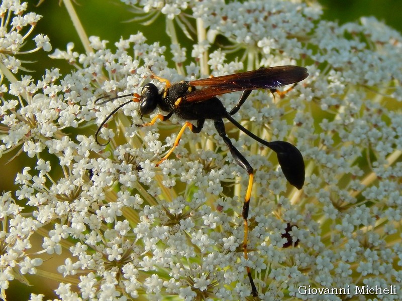 Sphecidae: Sceliphron caementarium, maschio